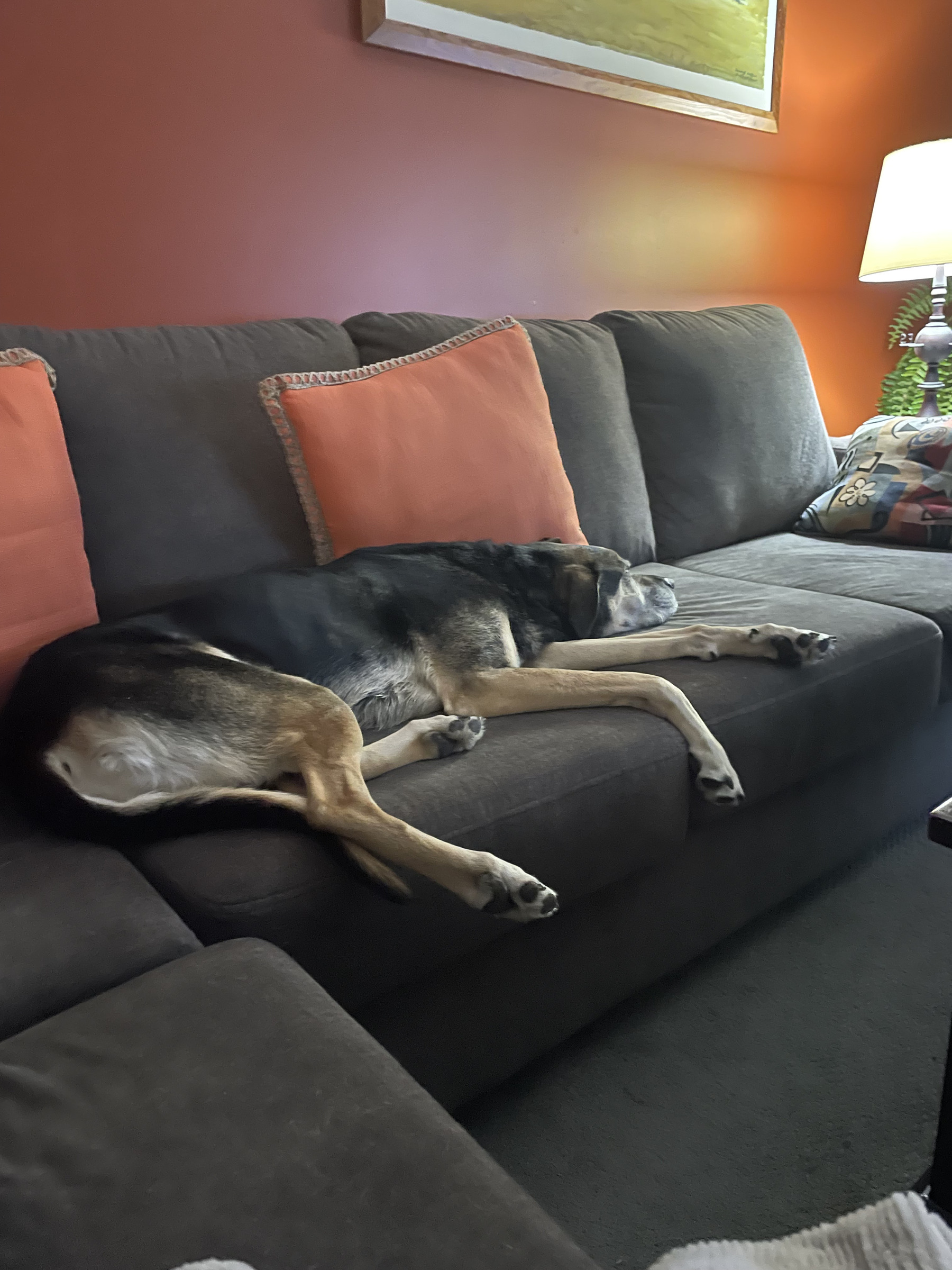 Spoiled rotten on the couch