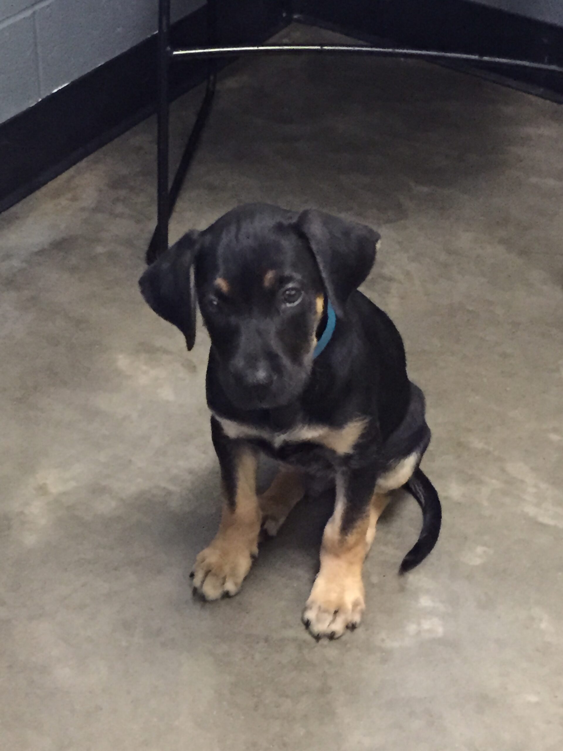 Denver's first day — at the kennel