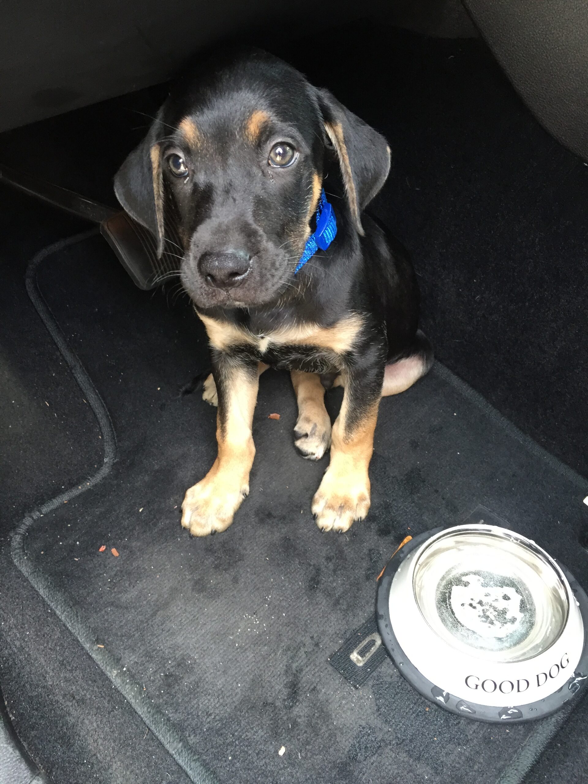 Denver's first day home